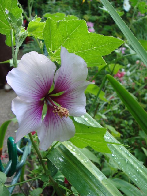 Lavatera maritima fleur